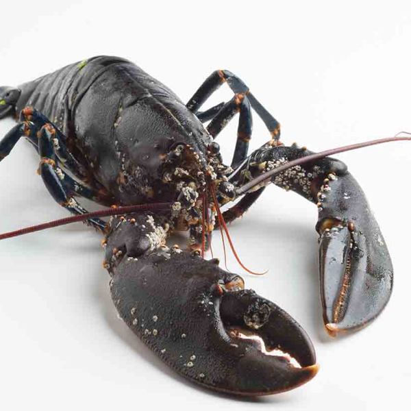 Live Lobster 400/500g