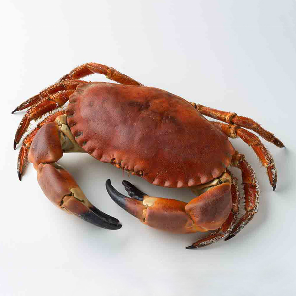 Whole Cooked Crab 500/600g